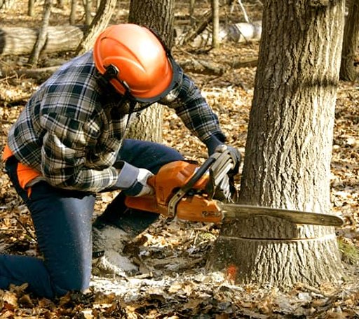 Tree Removal in Campbell Hall, NY